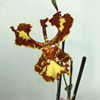 psychopsis mariposa peloric